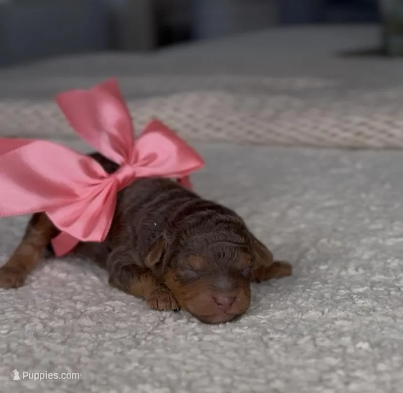 Princess – Miniature Goldendoodle puppy for sale in Salt Lake City, UT