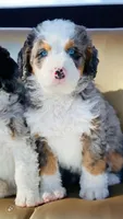 F1 mini, a female Miniature Bernedoodle for sale in Salt Lake City, UT – Photo 2 of 2