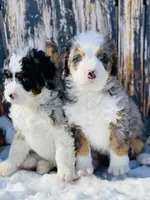 F1 mini, a female Miniature Bernedoodle for sale in Salt Lake City, UT – Photo 1 of 2