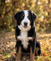 Blue eyed , a male Bernese Mountain Dog for sale in Salt Lake City, UT – 1 of 1
