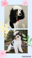 Parti/tri/phantom, a male Poodle - Miniature  for sale in Salt Lake City, UT – Photo 3 of 3