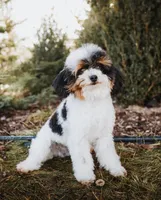 Parti/tri/phantom, a male Poodle - Miniature  for sale in Salt Lake City, UT – Photo 2 of 3