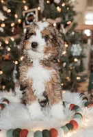 Clear, a male Poodle - Miniature  for sale in Salt Lake City, UT – Photo 5 of 8