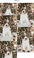 Clear, a male Poodle - Miniature  for sale in Salt Lake City, UT – Photo 7 of 8