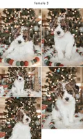 Clear, a male Poodle - Miniature  for sale in Salt Lake City, UT – Photo 6 of 8