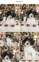 Clear, a male Poodle - Miniature  for sale in Salt Lake City, UT – Photo 8 of 8