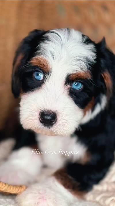 Rare!, a male Miniature Bernedoodle for sale in Salt Lake City, UT – 4 of 4