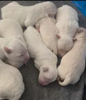 Malti-Goldendoodle, a female Miniature Goldendoodle for sale in Salt Lake City, UT – Photo 3 of 5