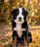 Ragnar, a male Bernese Mountain Dog for sale in Salt Lake City, UT – 1 of 1
