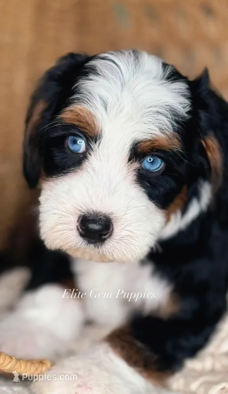 Alx4  – Bernedoodle puppy for sale in Salt Lake City, UT