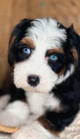 Alx4 , a male Bernedoodle for sale in Salt Lake City, UT – 1 of 3