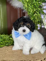 Bear, a male Maltipoo for sale in Salt Lake City, UT – 1 of 1