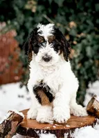 Tri Parti, a male Poodle - Standard  for sale in Salt Lake City, UT – Photo 1 of 3