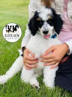 Tri Parti, a male Poodle - Standard  for sale in Salt Lake City, UT – Photo 3 of 3