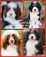 Tri Parti, a male Poodle - Standard  for sale in Salt Lake City, UT – Photo 2 of 3