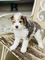 Micro clear, a male Bernedoodle for sale in Salt Lake City, UT – Photo 3 of 3