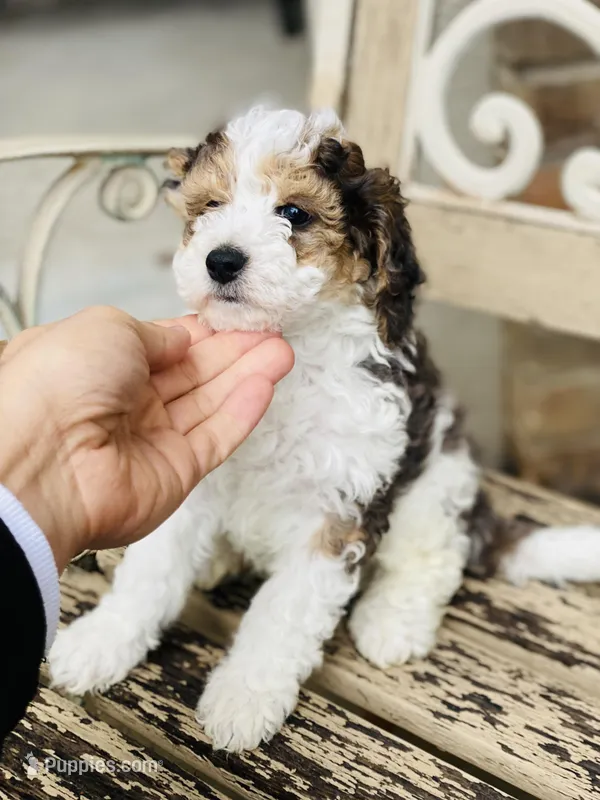 Micro clear, a male Bernedoodle for sale in Salt Lake City, UT – Photo 1 of 3