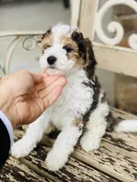 Micro clear, a male Bernedoodle for sale in Salt Lake City, UT – Photo 1 of 3