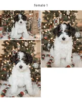 Clear, a male Bernedoodle for sale in Salt Lake City, UT – Photo 3 of 8
