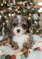 Clear, a male Bernedoodle for sale in Salt Lake City, UT – Photo 2 of 8