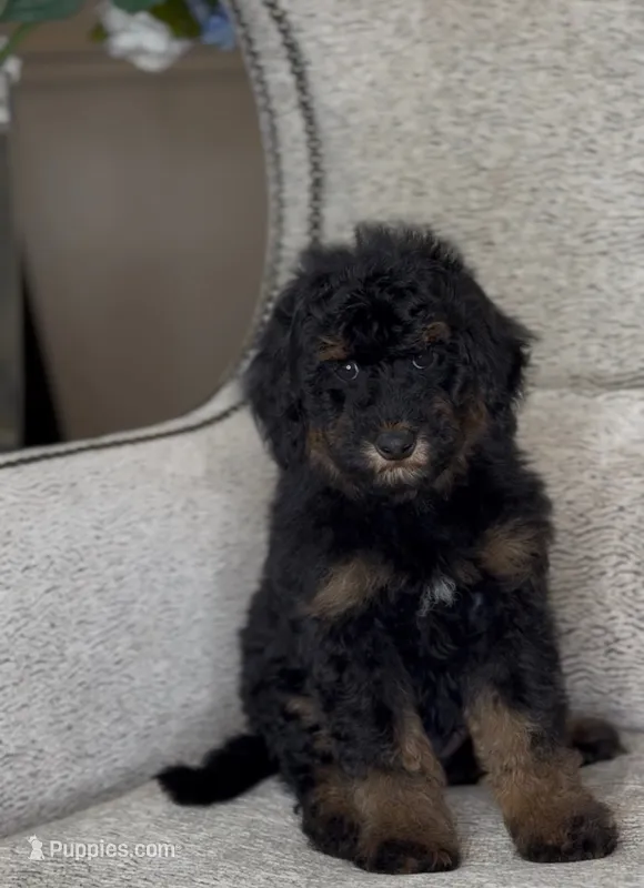 Spot – Miniature Bernedoodle puppy for sale in Salt Lake City, UT