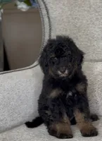 Spot, a male Miniature Bernedoodle for sale in Salt Lake City, UT – 1 of 1