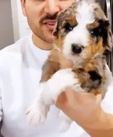 Clear genetics, a male Miniature Bernedoodle for sale in Salt Lake City, UT – Photo 6 of 7
