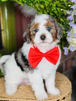 Teddy, a male Maltipoo for sale in Salt Lake City, UT – 1 of 1