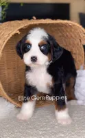 Alx4 , a male Bernedoodle for sale in Salt Lake City, UT – 2 of 3