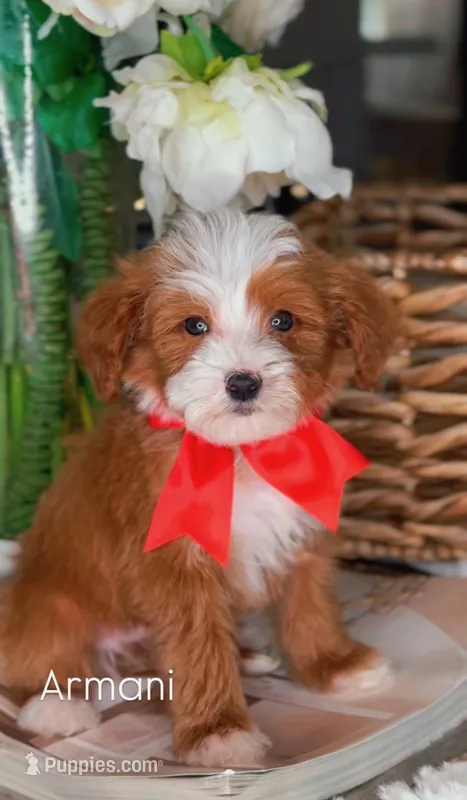 Armani – Miniature Bernedoodle puppy for sale in Salt Lake City, UT