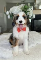 Loki, a male Bernedoodle for sale in Salt Lake City, UT – 1 of 1