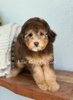 Duchess, a female Miniature Goldendoodle for sale in Salt Lake City, UT – 2 of 2
