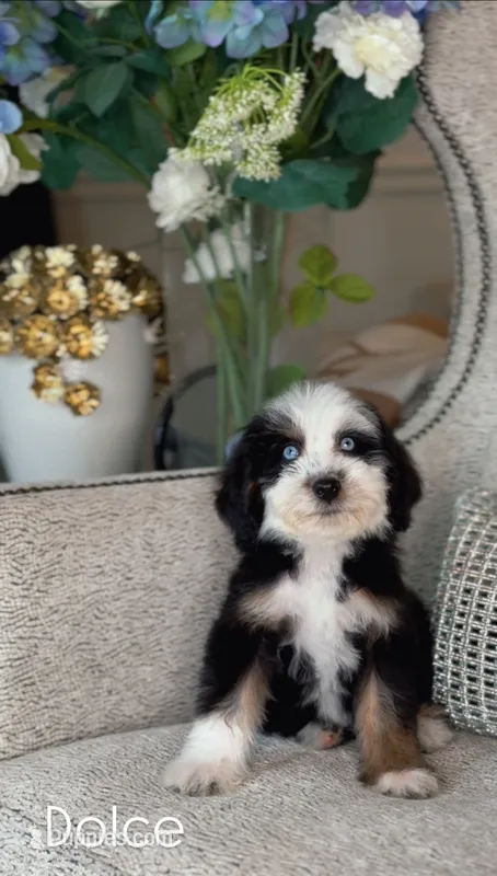 Dolce – Miniature Bernedoodle puppy for sale in Salt Lake City, UT