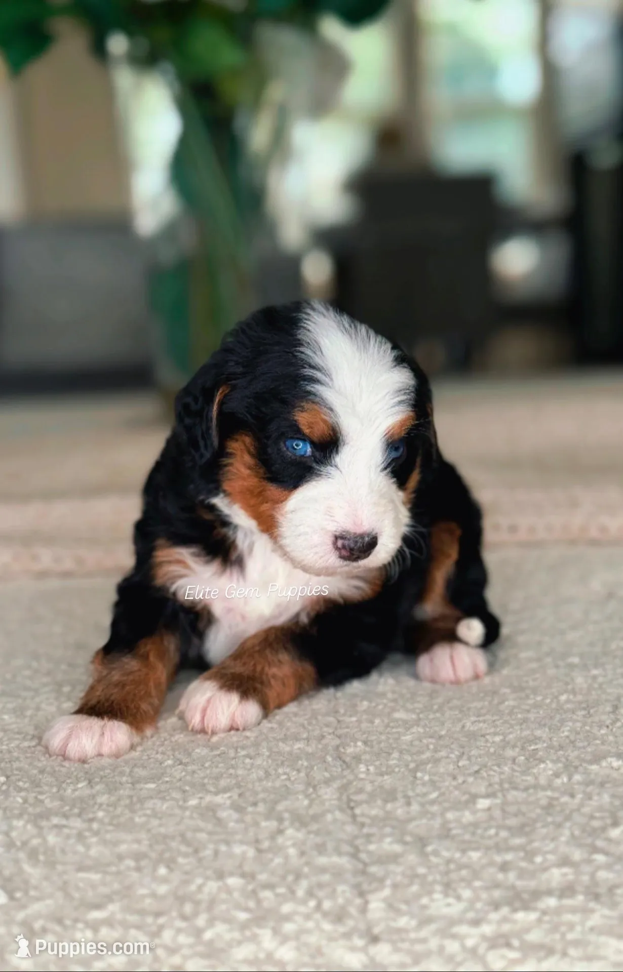 Rare!, a male Miniature Bernedoodle for sale in Salt Lake City, UT – 3 of 4