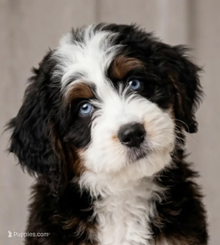 Alx4 , a male Bernedoodle for sale in Salt Lake City, UT – Photo 1 of 2