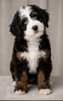 Alx4 , a male Bernedoodle for sale in Salt Lake City, UT – Photo 2 of 2