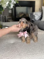 Polly, a female Bernedoodle for sale in Salt Lake City, UT – Photo 2 of 4