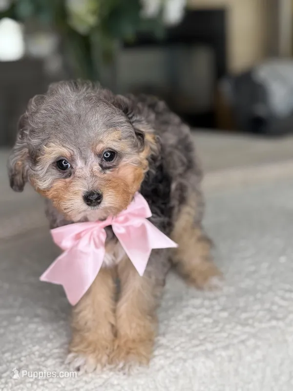 Polly – Bernedoodle puppy for sale in Salt Lake City, UT
