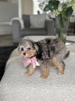 Polly, a female Bernedoodle for sale in Salt Lake City, UT – Photo 3 of 4