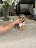 Polly, a female Bernedoodle for sale in Salt Lake City, UT – Photo 4 of 4