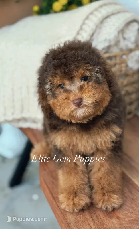 Princess – Miniature Goldendoodle puppy for sale in Salt Lake City, UT