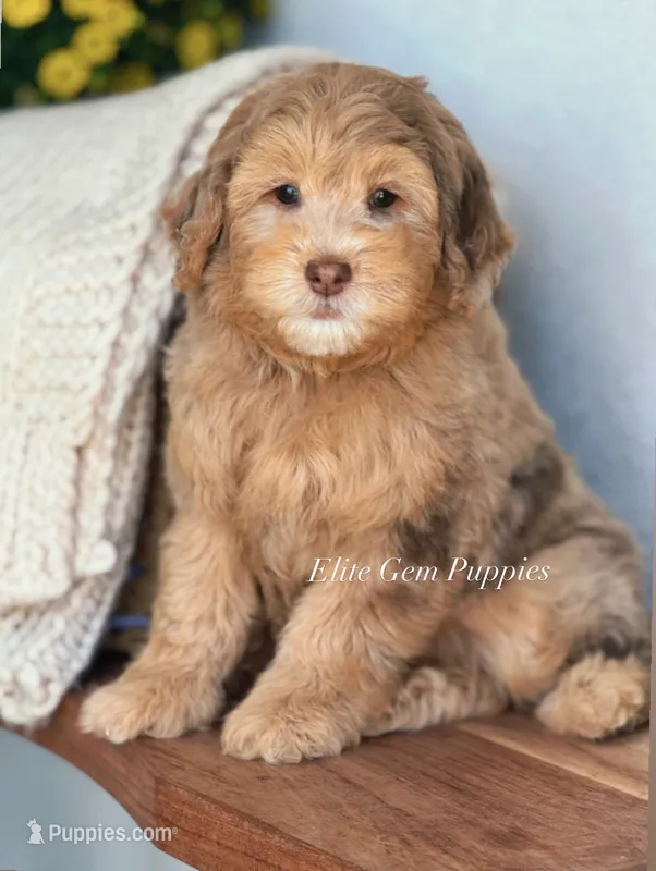 Prince – Miniature Goldendoodle puppy for sale in Salt Lake City, UT