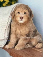 Prince, a male Miniature Goldendoodle for sale in Salt Lake City, UT – 1 of 1