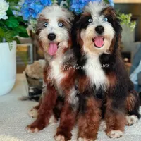 Rare!, a  Miniature Bernedoodle for sale in Salt Lake City, UT – Photo 2 of 2