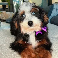 Rare!, a  Miniature Bernedoodle for sale in Salt Lake City, UT – Photo 1 of 2