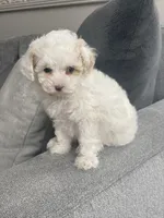 Clear tri, a female Poodle - Toy  for sale in Salt Lake City, UT – Photo 4 of 9