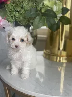 Clear tri, a female Poodle - Toy  for sale in Salt Lake City, UT – Photo 2 of 9