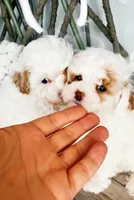 Clear tri, a female Poodle - Toy  for sale in Salt Lake City, UT – Photo 5 of 9