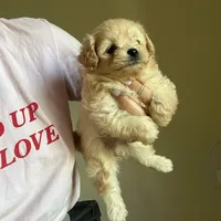 Poco, a male Maltipoo and Poodle - Toy  for sale in Sacramento, CA – Photo 2 of 2