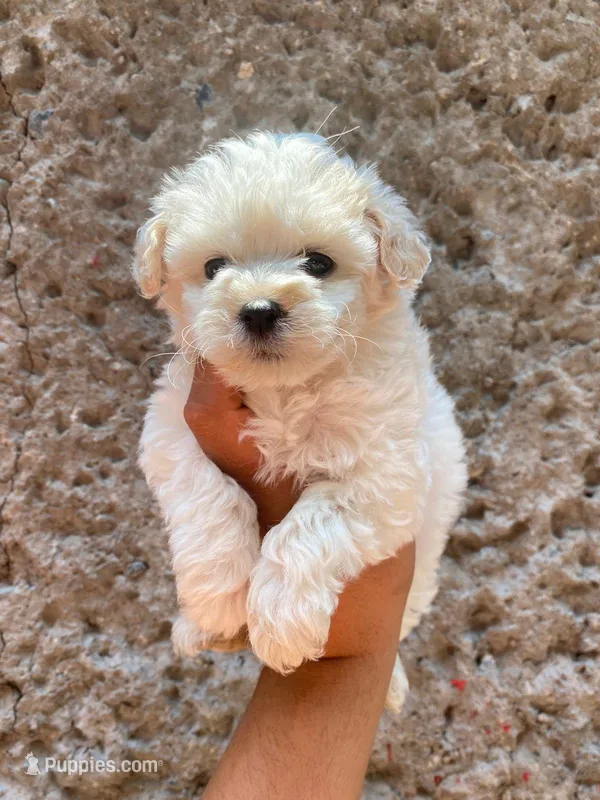 Pinki, a female Maltipoo and Poodle - Toy  for sale in Sacramento, CA – Photo 1 of 1